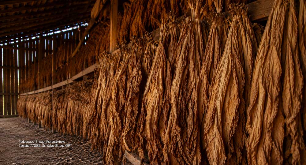 Bundles of dried tobacco leaves curing in a wooden barn, sourced for a premier tobacco shop Houston selection.